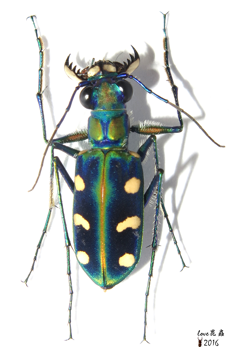 按此在新視窗瀏覽圖片