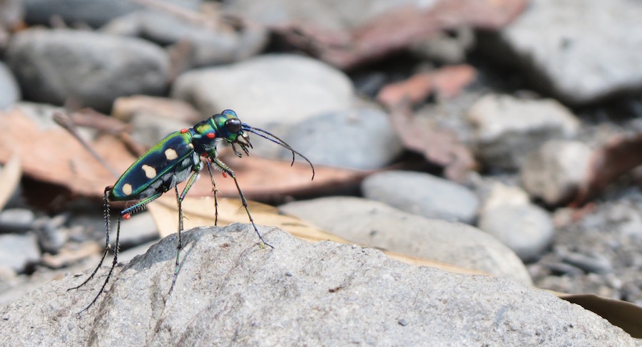 按此在新視窗瀏覽圖片