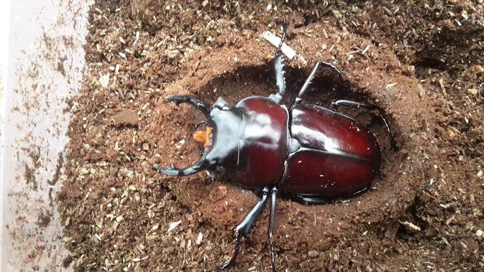 按此在新視窗瀏覽圖片