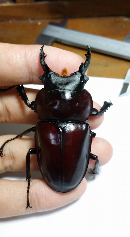 按此在新視窗瀏覽圖片