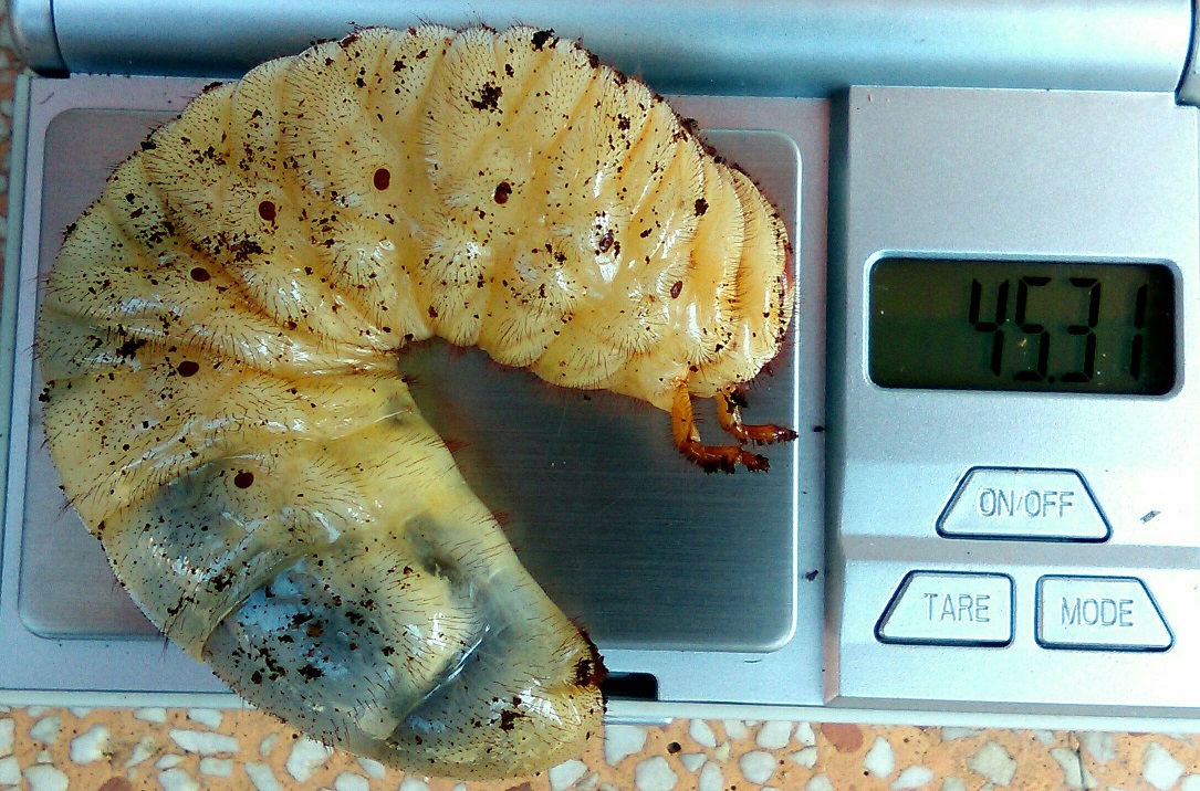 «ö¦¹¦b·sµøµ¡ÂsÄý¹Ï¤ù