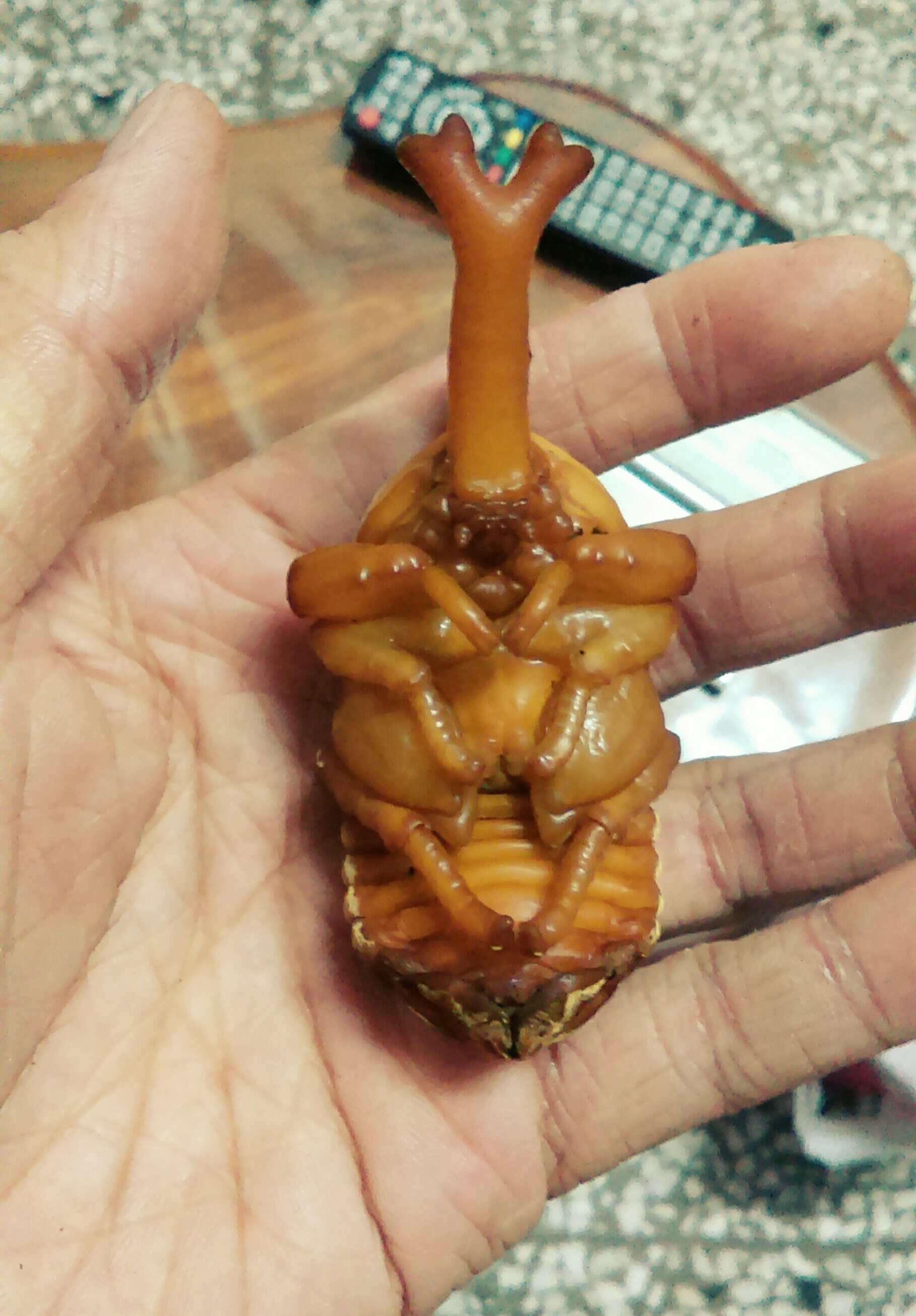 «ö¦¹¦b·sµøµ¡ÂsÄý¹Ï¤ù