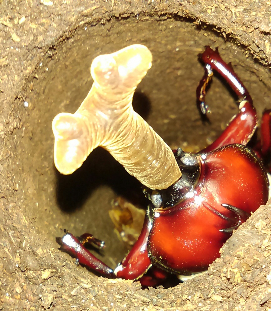 «ö¦¹¦b·sµøµ¡ÂsÄý¹Ï¤ù