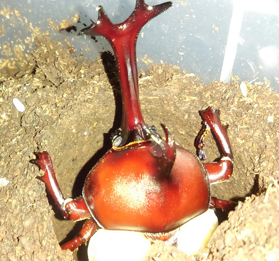 «ö¦¹¦b·sµøµ¡ÂsÄý¹Ï¤ù