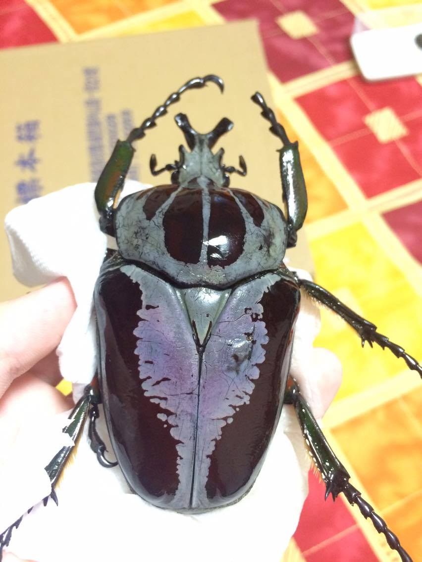 按此在新視窗瀏覽圖片