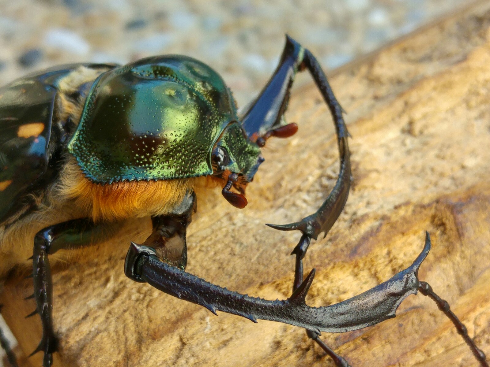 按此在新視窗瀏覽圖片