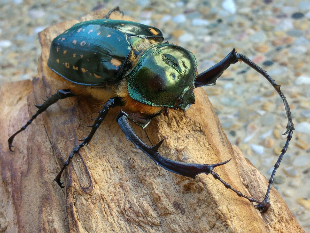 按此在新視窗瀏覽圖片