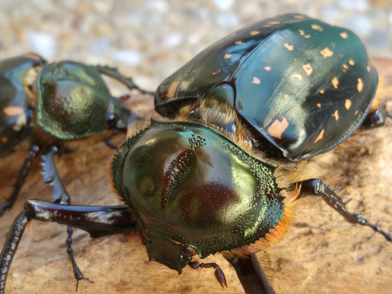 按此在新視窗瀏覽圖片