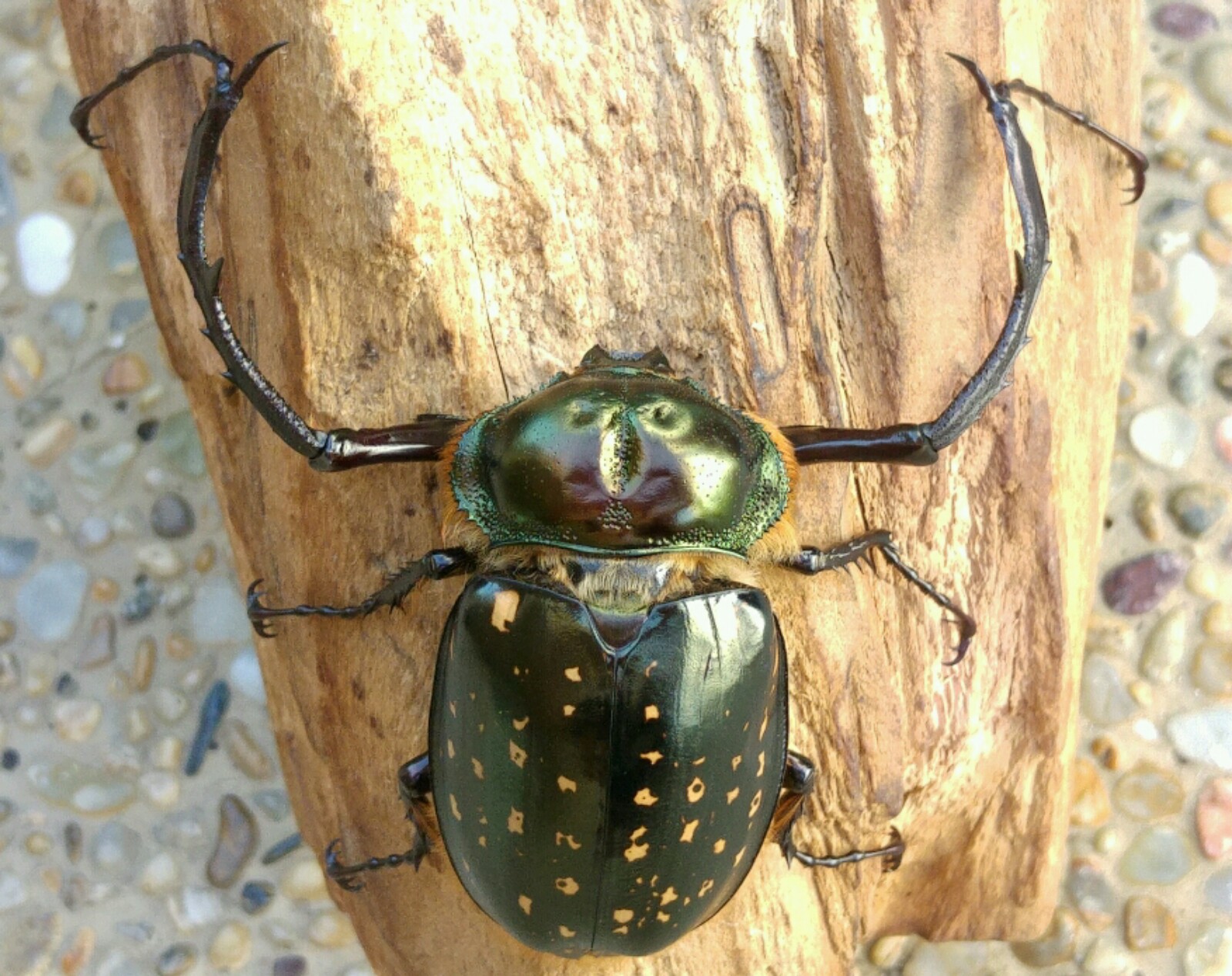 按此在新視窗瀏覽圖片