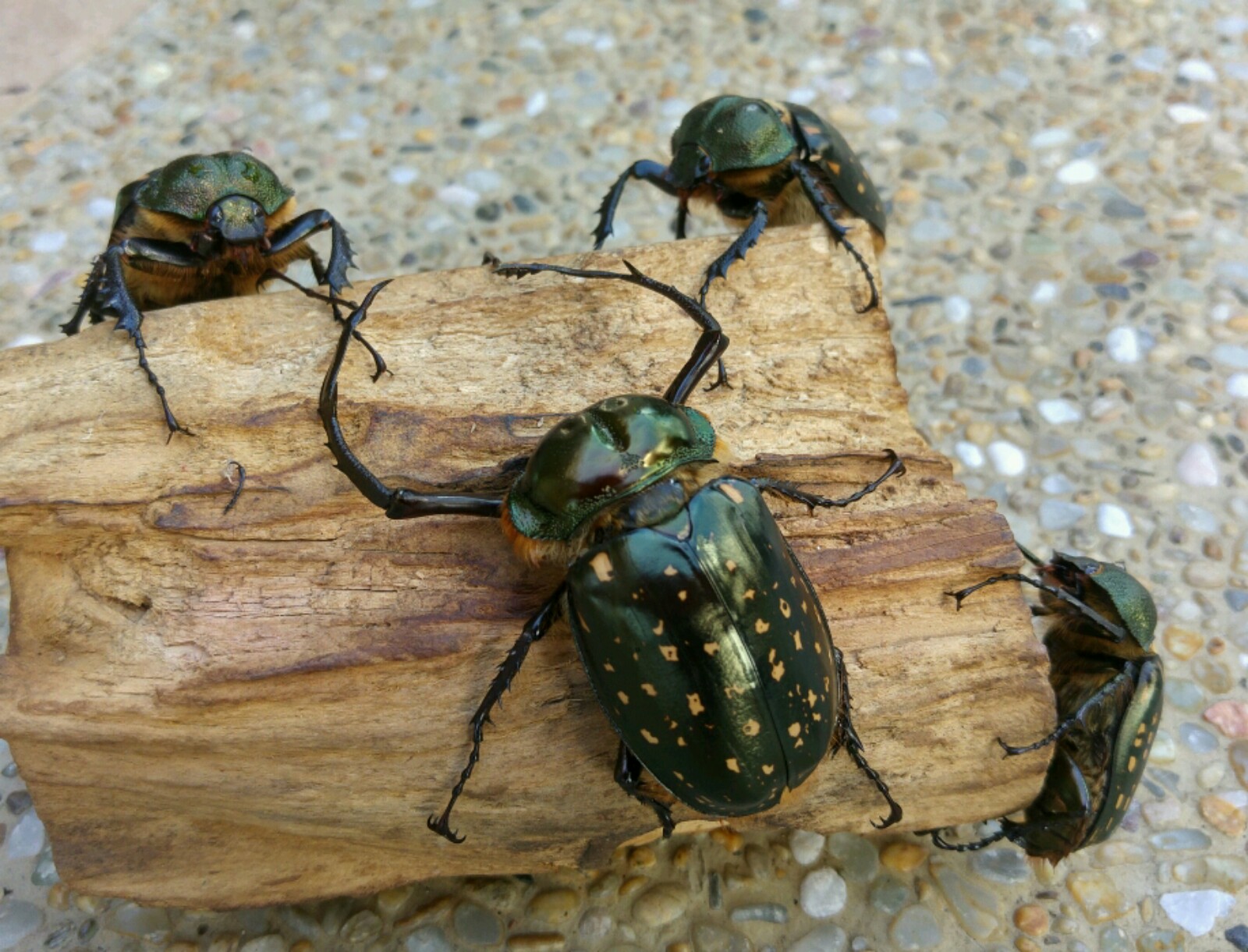 按此在新視窗瀏覽圖片