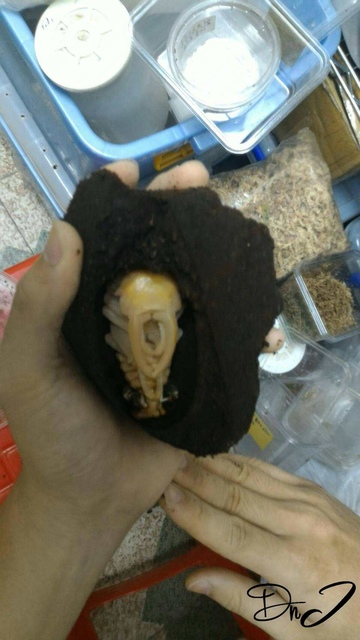 按此在新視窗瀏覽圖片