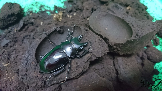 按此在新視窗瀏覽圖片