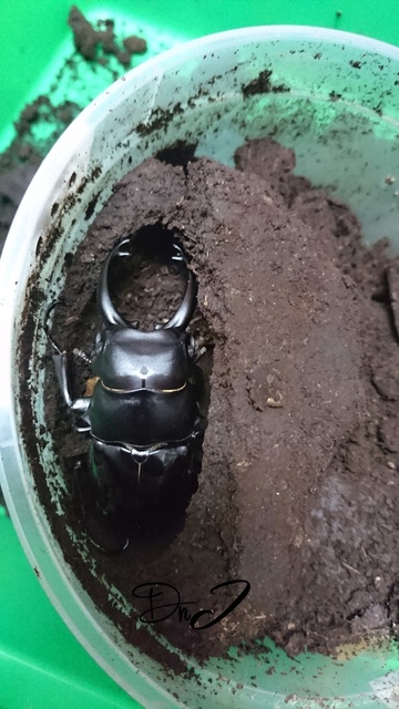 按此在新視窗瀏覽圖片