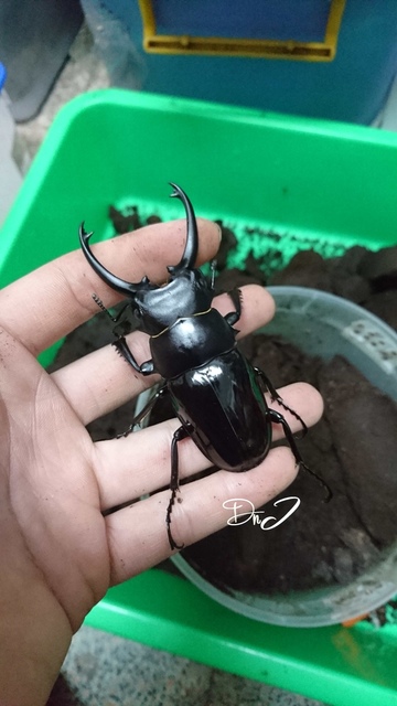 按此在新視窗瀏覽圖片