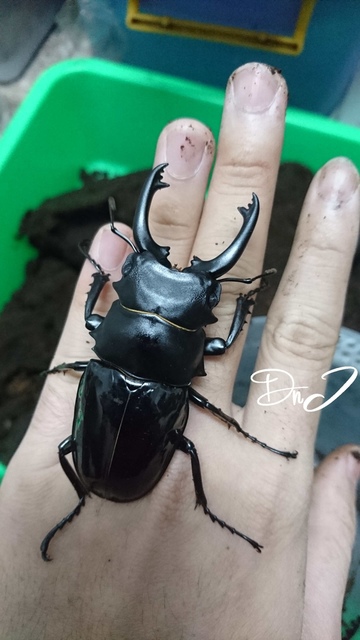 按此在新視窗瀏覽圖片