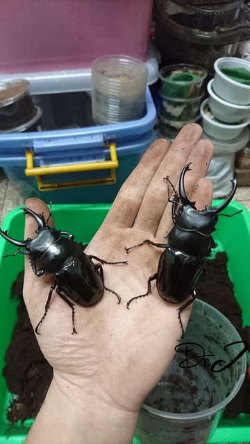 按此在新視窗瀏覽圖片