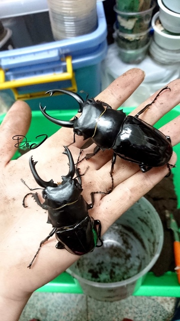 按此在新視窗瀏覽圖片