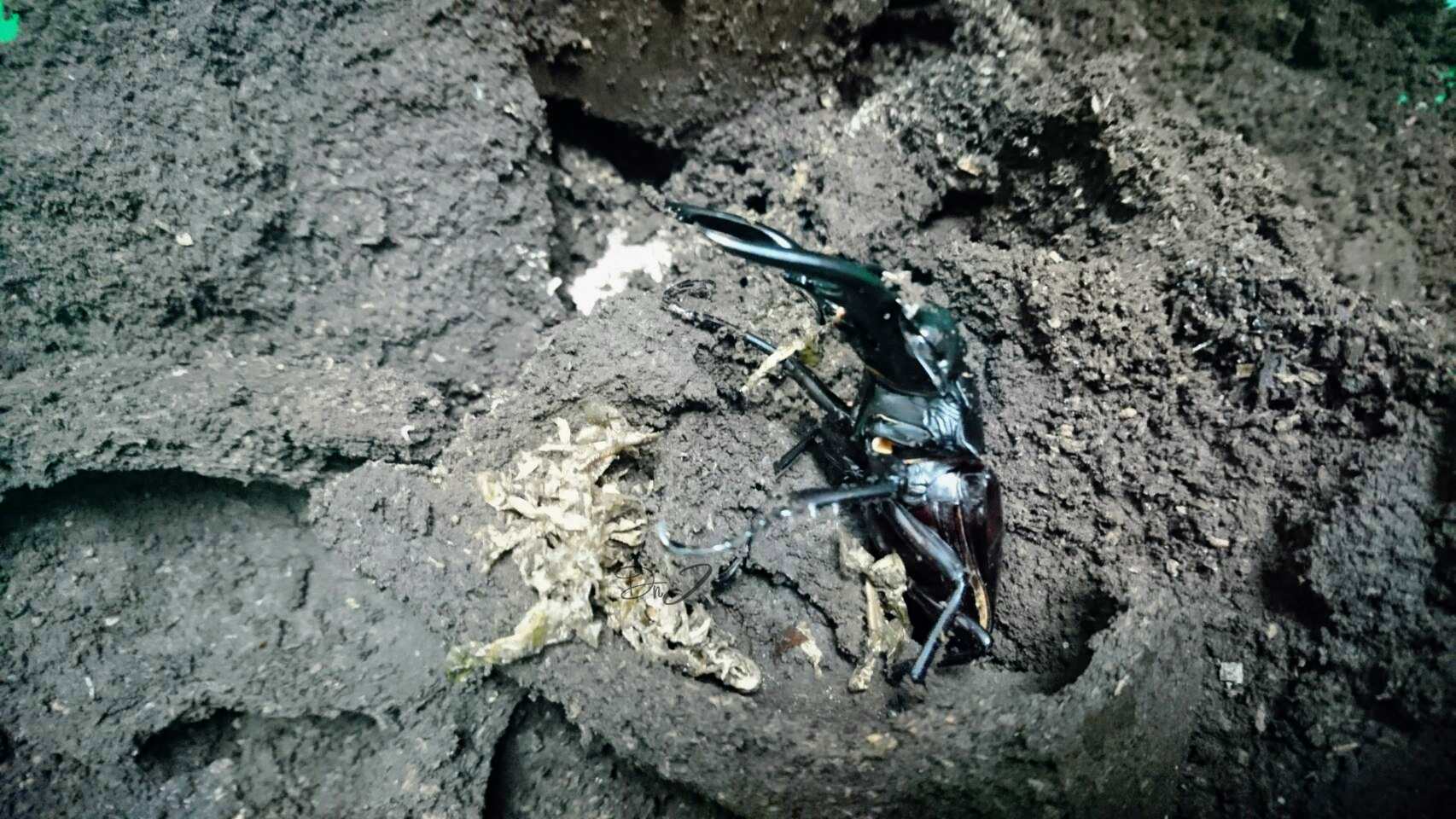 按此在新視窗瀏覽圖片