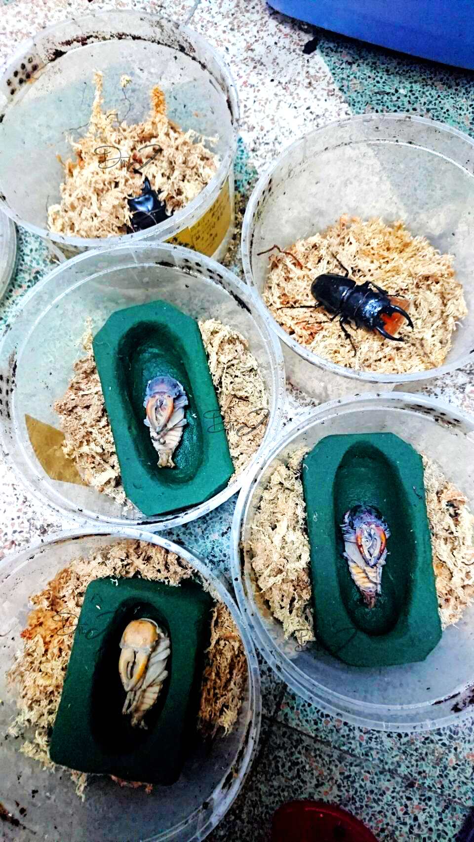 按此在新視窗瀏覽圖片