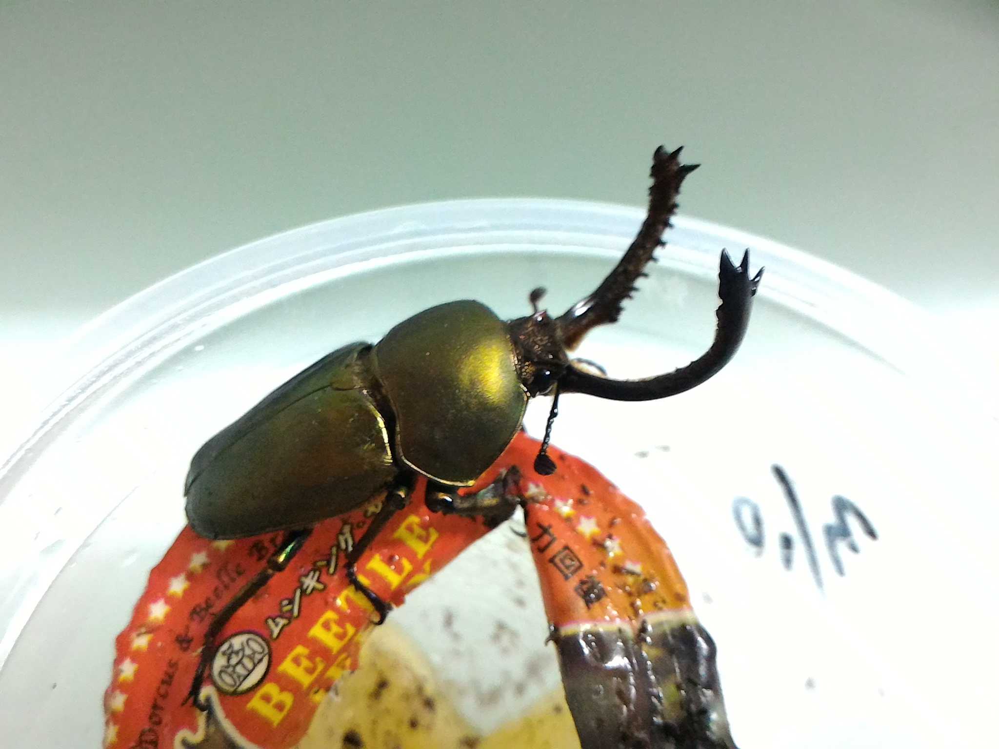 按此在新視窗瀏覽圖片