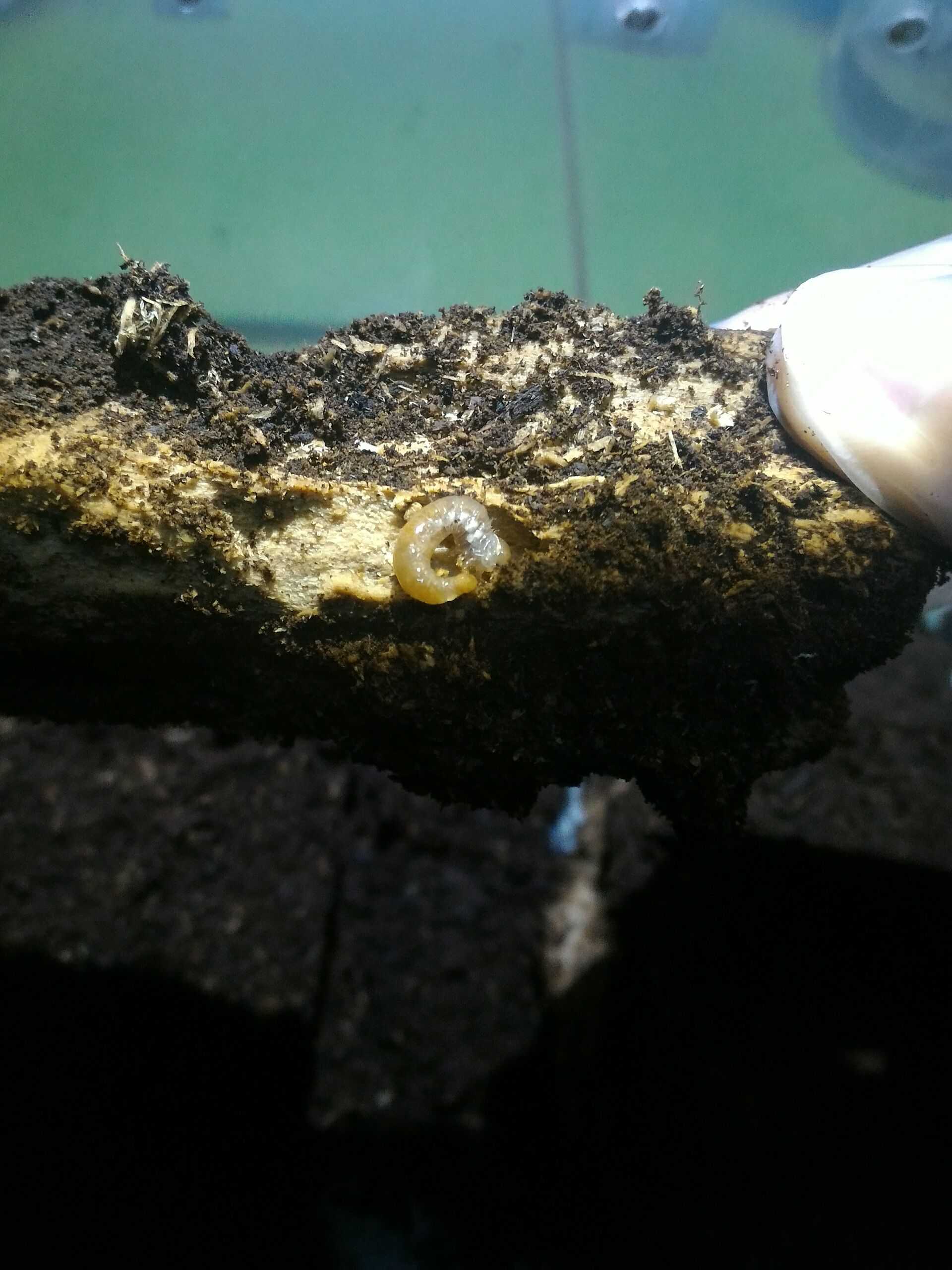 按此在新視窗瀏覽圖片