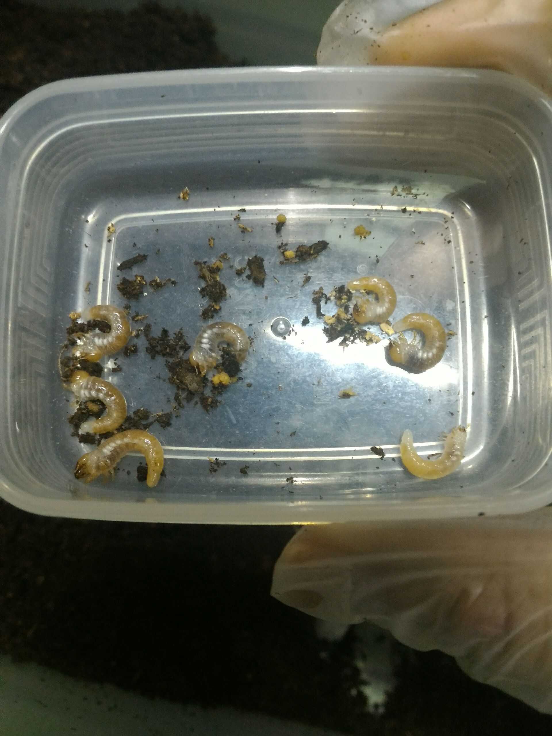 按此在新視窗瀏覽圖片