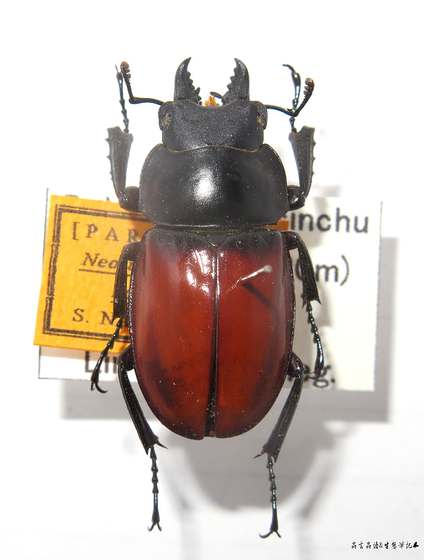 «ö¦¹¦b·sµøµ¡ÂsÄý¹Ï¤ù