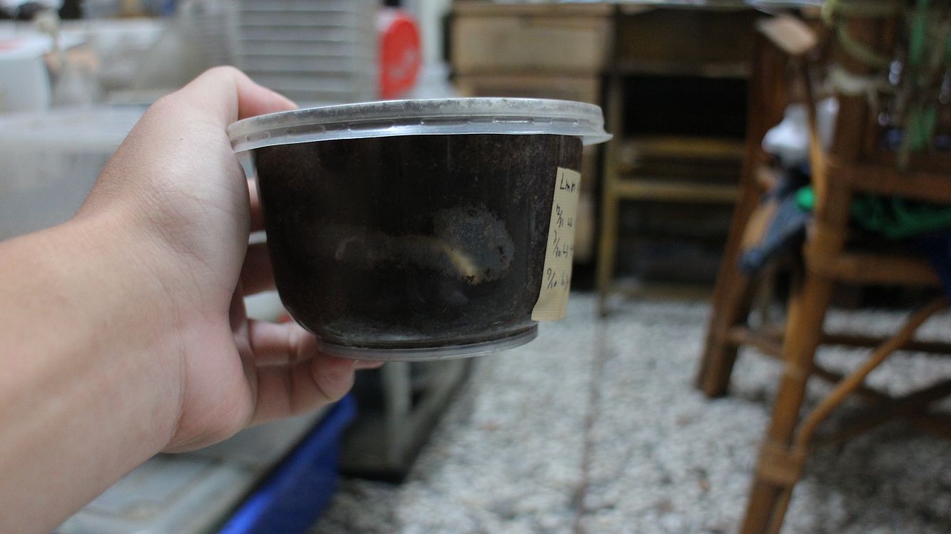 «ö¦¹¦b·sµøµ¡ÂsÄý¹Ï¤ù