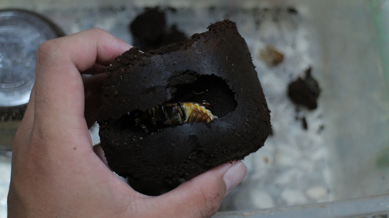 «ö¦¹¦b·sµøµ¡ÂsÄý¹Ï¤ù