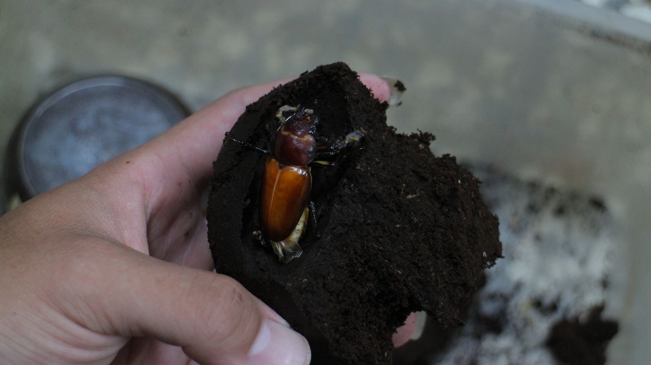 «ö¦¹¦b·sµøµ¡ÂsÄý¹Ï¤ù