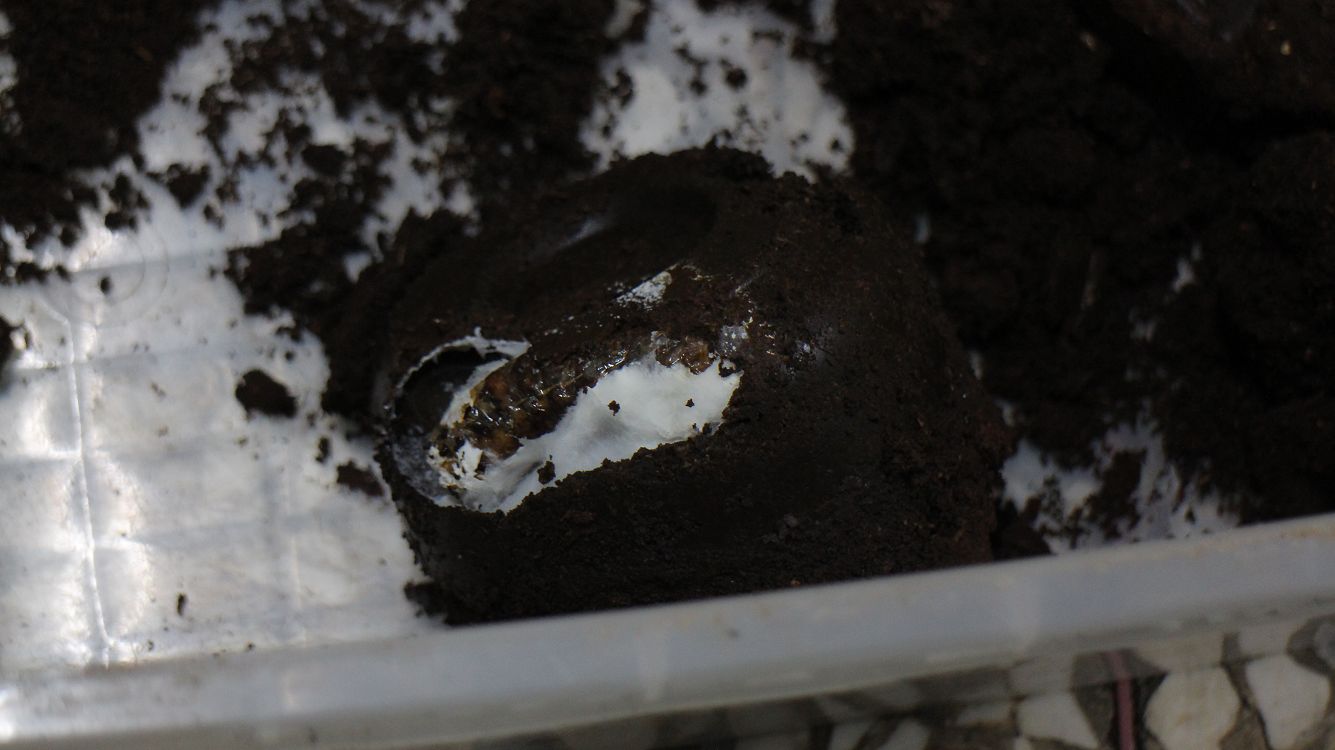 «ö¦¹¦b·sµøµ¡ÂsÄý¹Ï¤ù