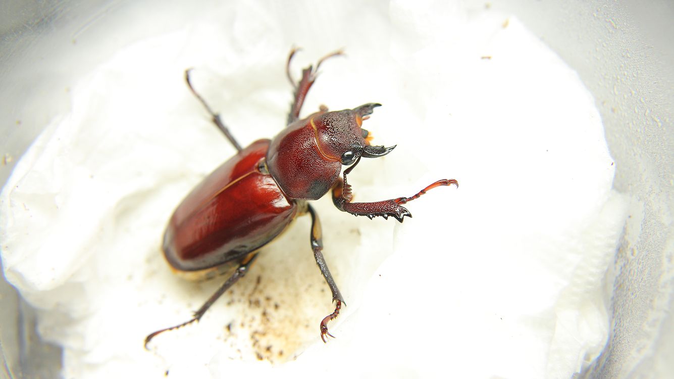 «ö¦¹¦b·sµøµ¡ÂsÄý¹Ï¤ù