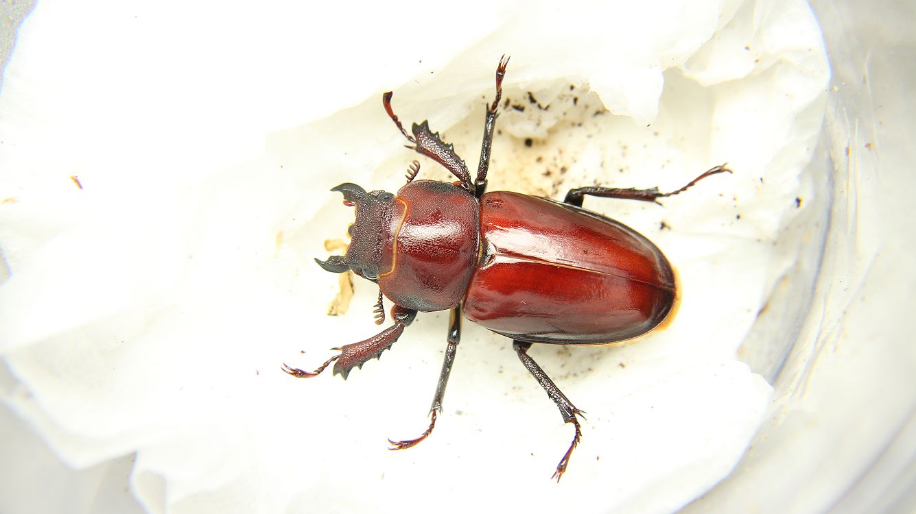 «ö¦¹¦b·sµøµ¡ÂsÄý¹Ï¤ù