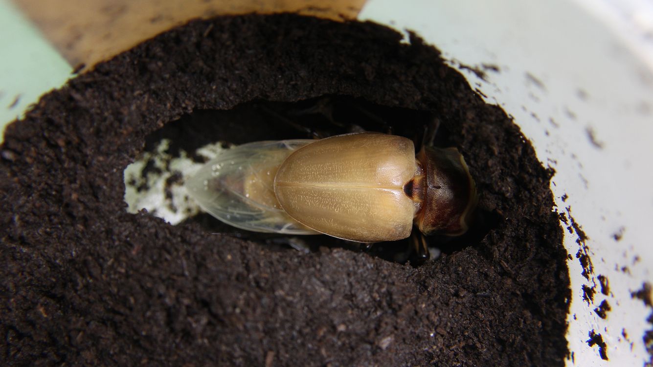 «ö¦¹¦b·sµøµ¡ÂsÄý¹Ï¤ù