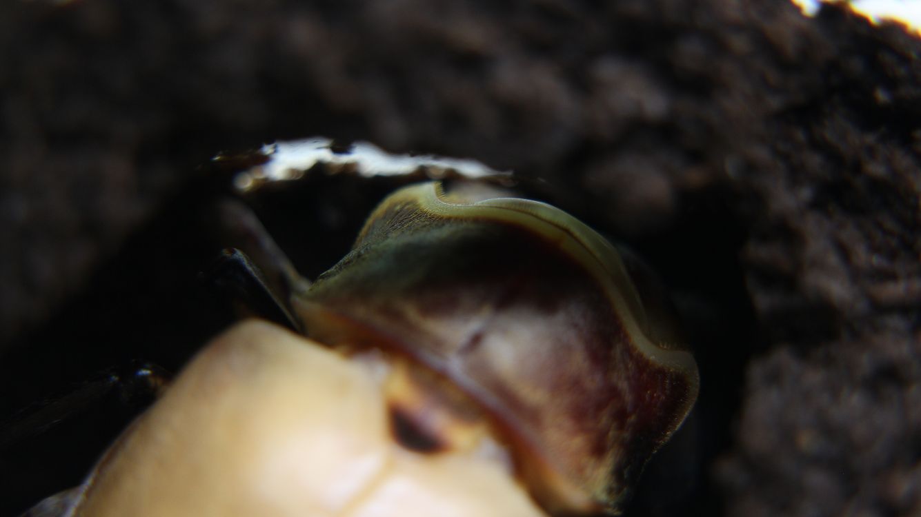 «ö¦¹¦b·sµøµ¡ÂsÄý¹Ï¤ù