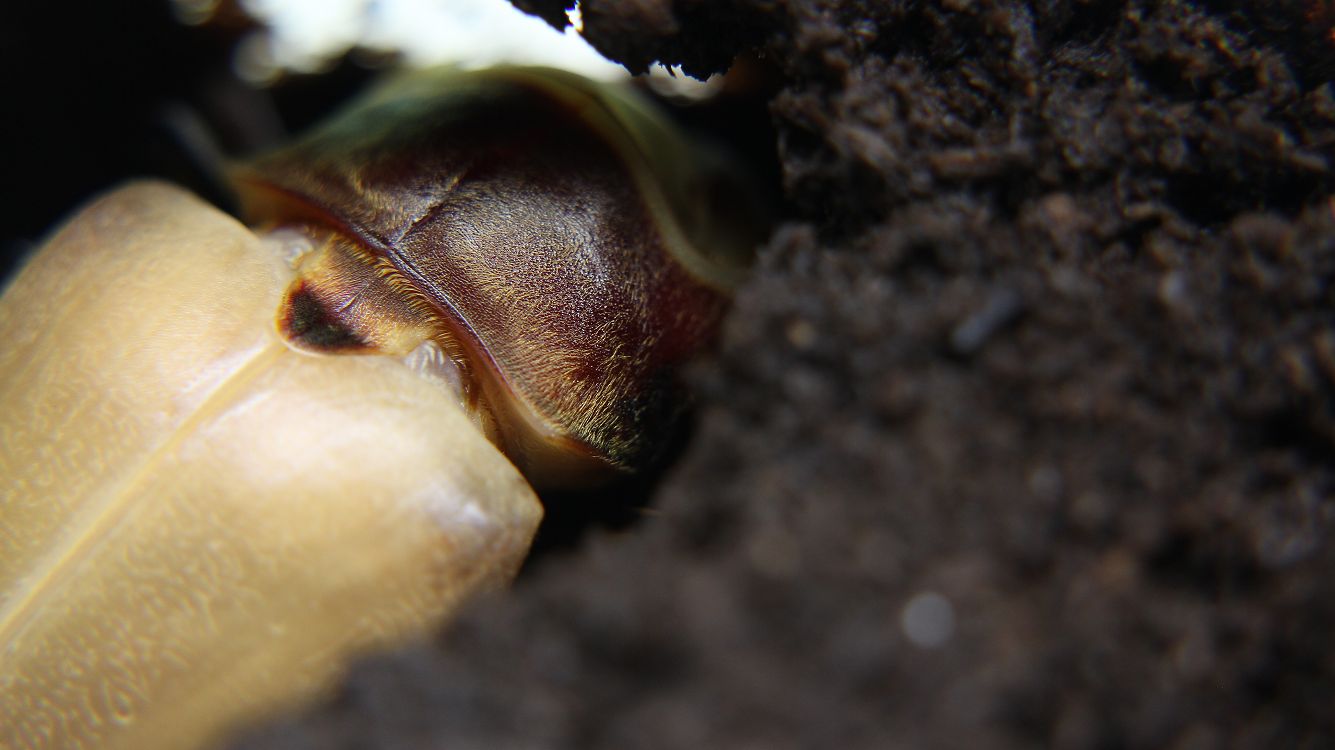 «ö¦¹¦b·sµøµ¡ÂsÄý¹Ï¤ù