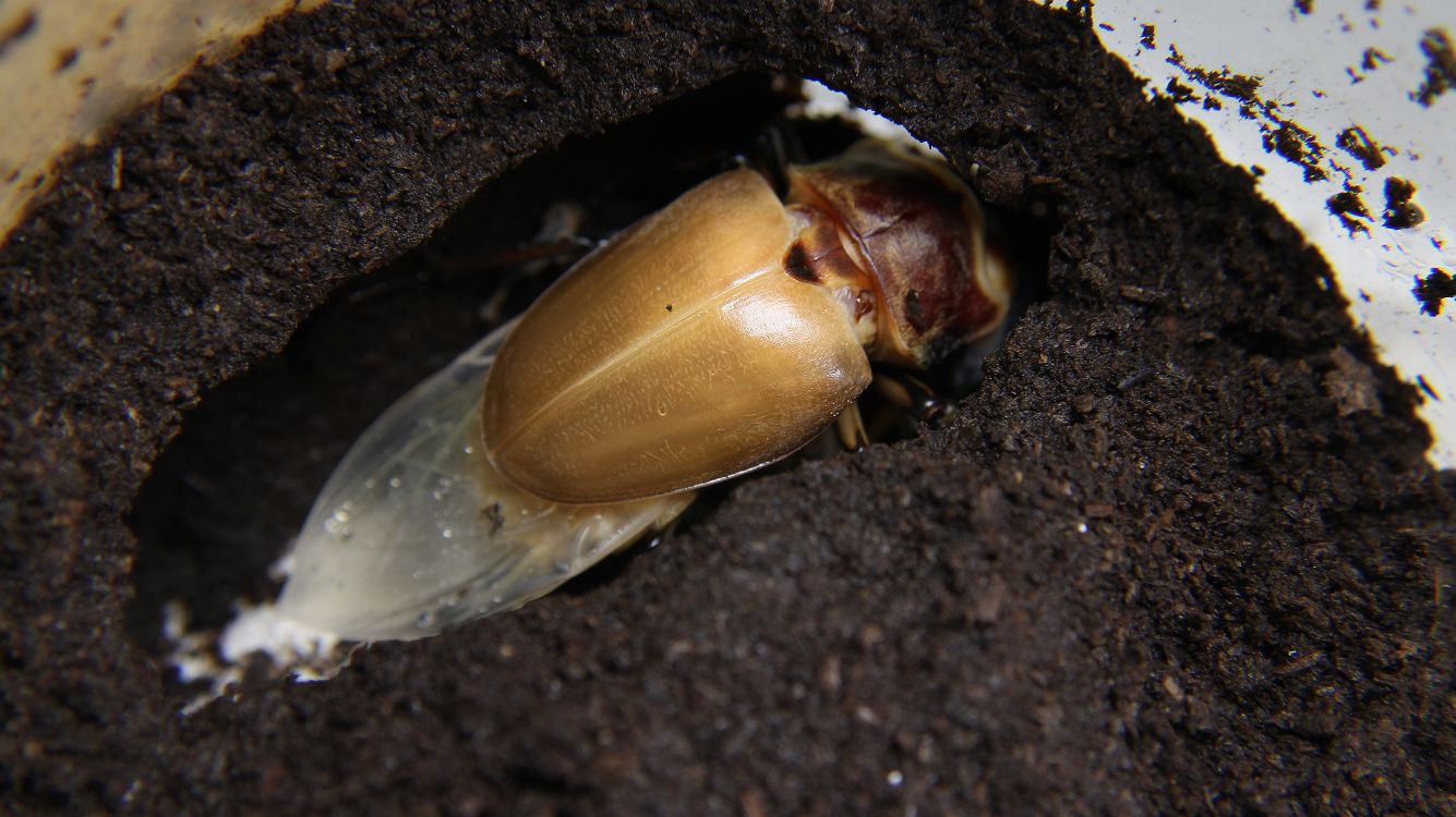 «ö¦¹¦b·sµøµ¡ÂsÄý¹Ï¤ù