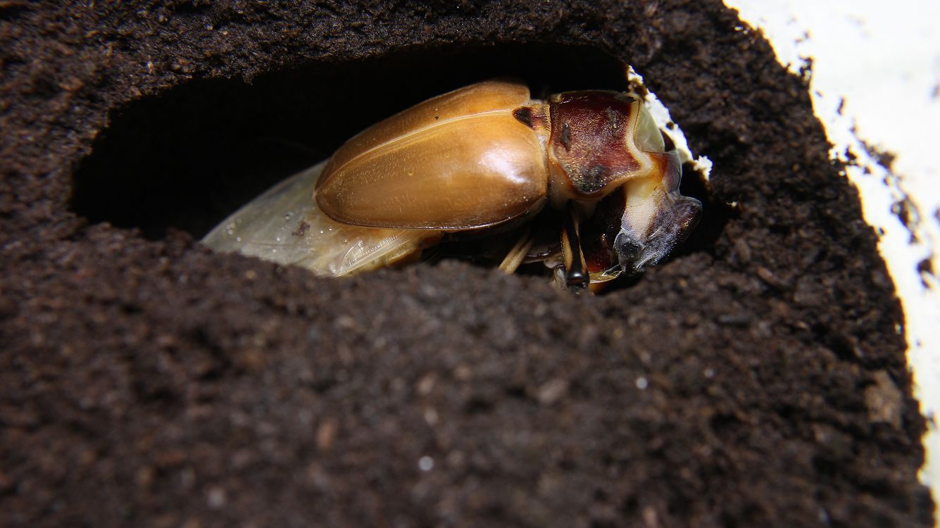 «ö¦¹¦b·sµøµ¡ÂsÄý¹Ï¤ù