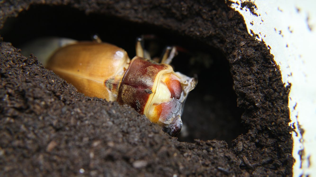 «ö¦¹¦b·sµøµ¡ÂsÄý¹Ï¤ù