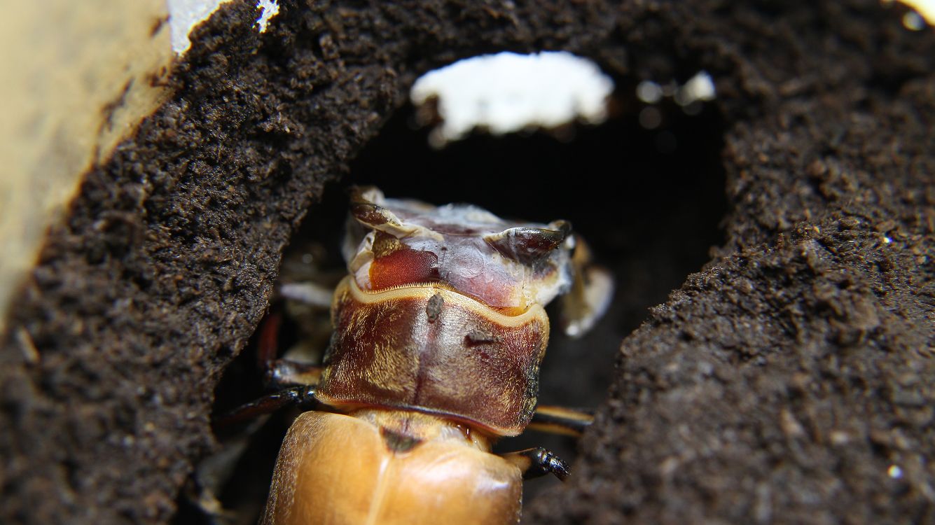 «ö¦¹¦b·sµøµ¡ÂsÄý¹Ï¤ù