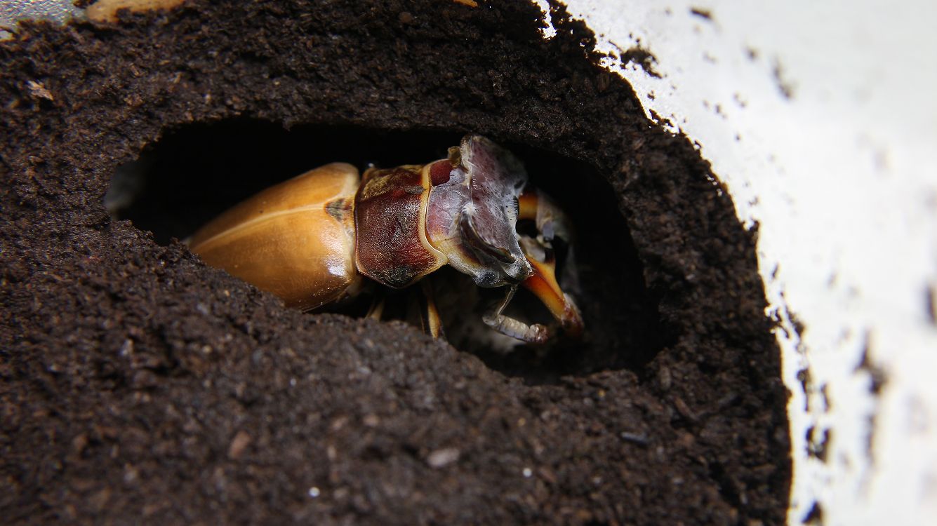 «ö¦¹¦b·sµøµ¡ÂsÄý¹Ï¤ù