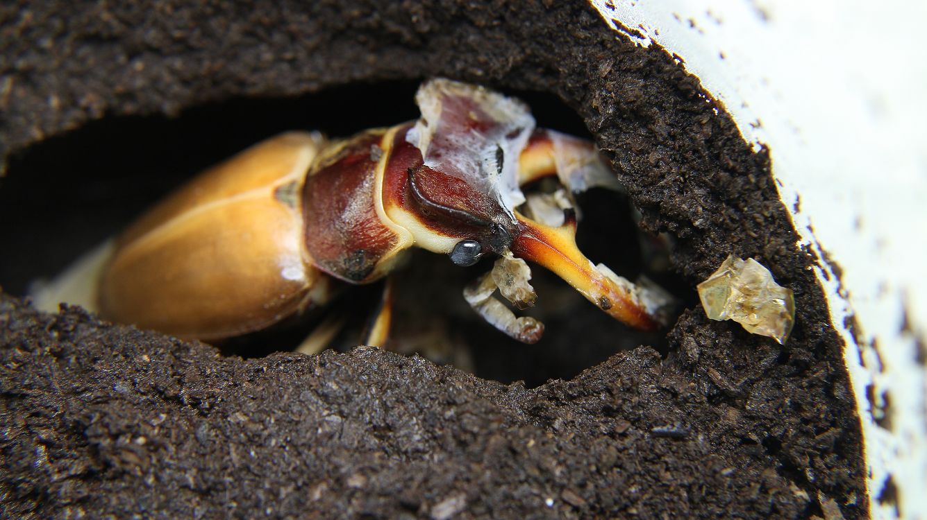 «ö¦¹¦b·sµøµ¡ÂsÄý¹Ï¤ù