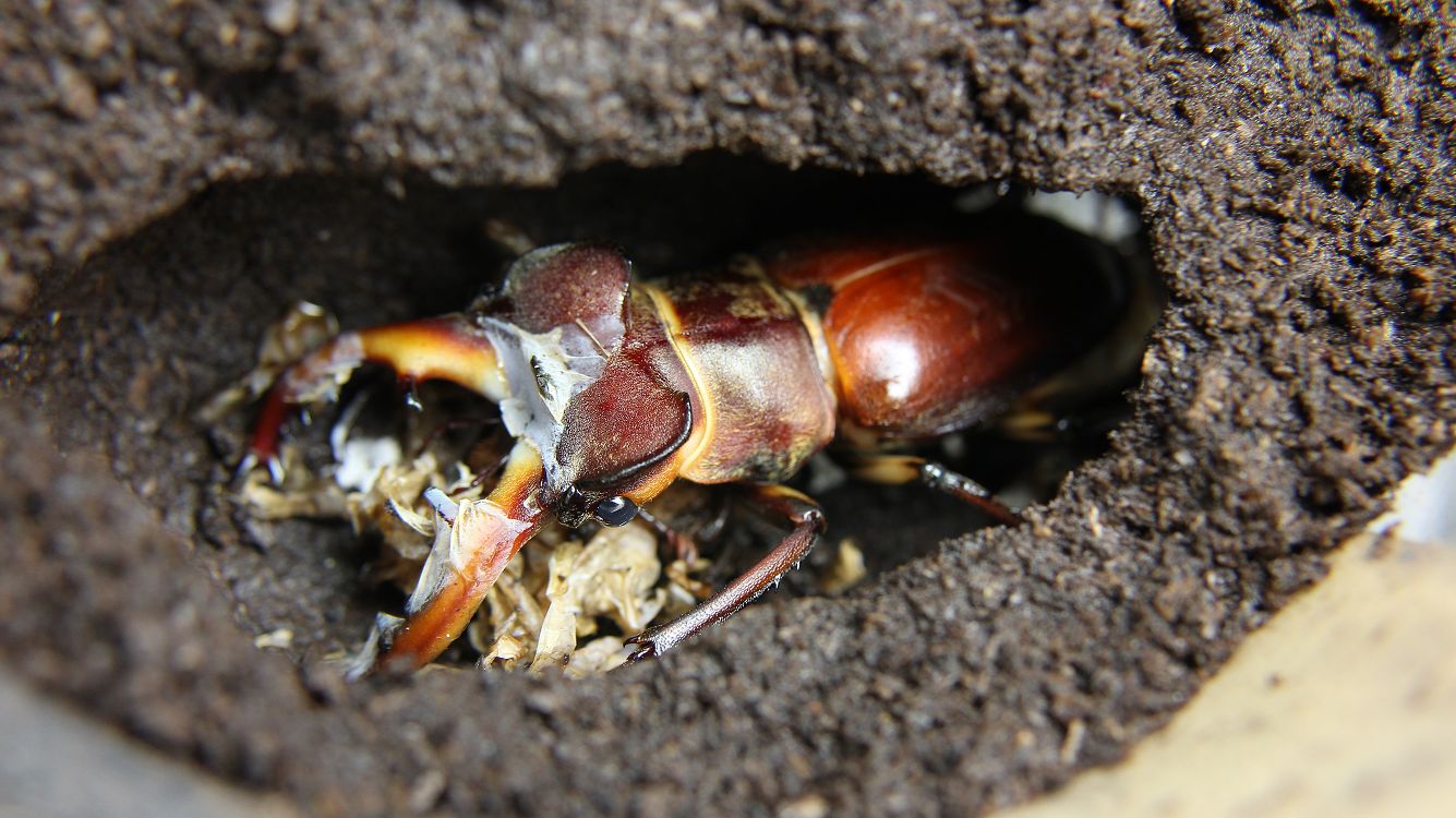 «ö¦¹¦b·sµøµ¡ÂsÄý¹Ï¤ù