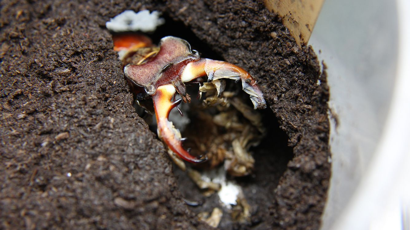 «ö¦¹¦b·sµøµ¡ÂsÄý¹Ï¤ù