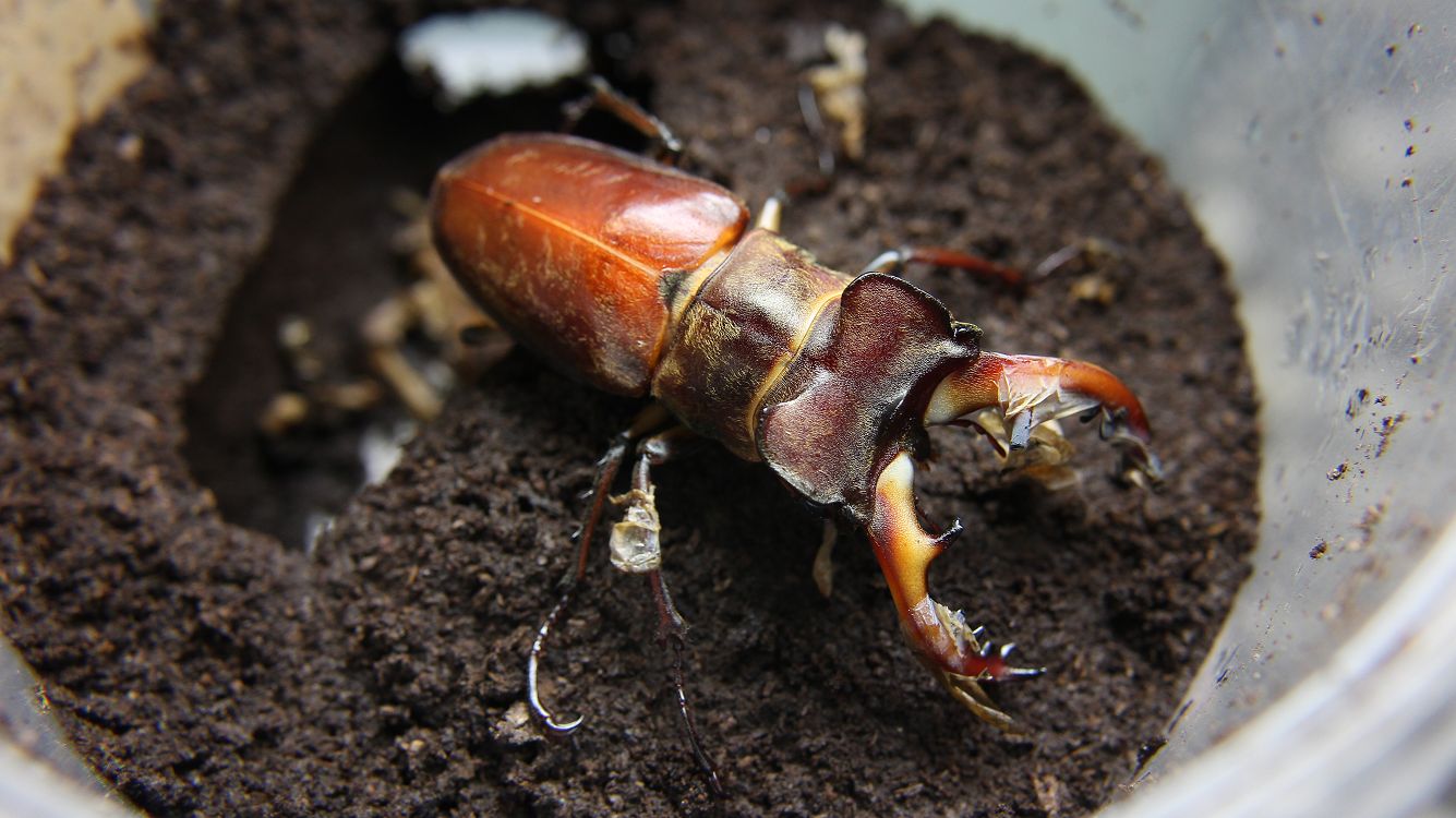 «ö¦¹¦b·sµøµ¡ÂsÄý¹Ï¤ù