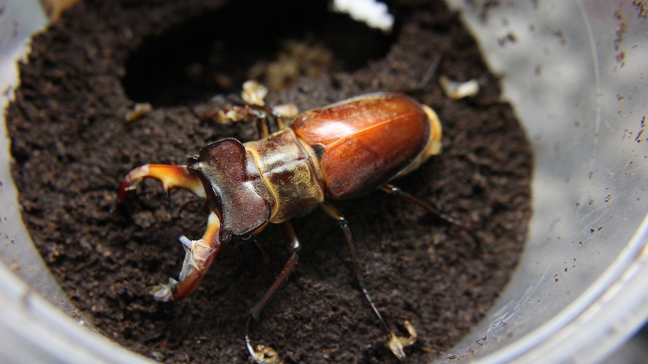 «ö¦¹¦b·sµøµ¡ÂsÄý¹Ï¤ù