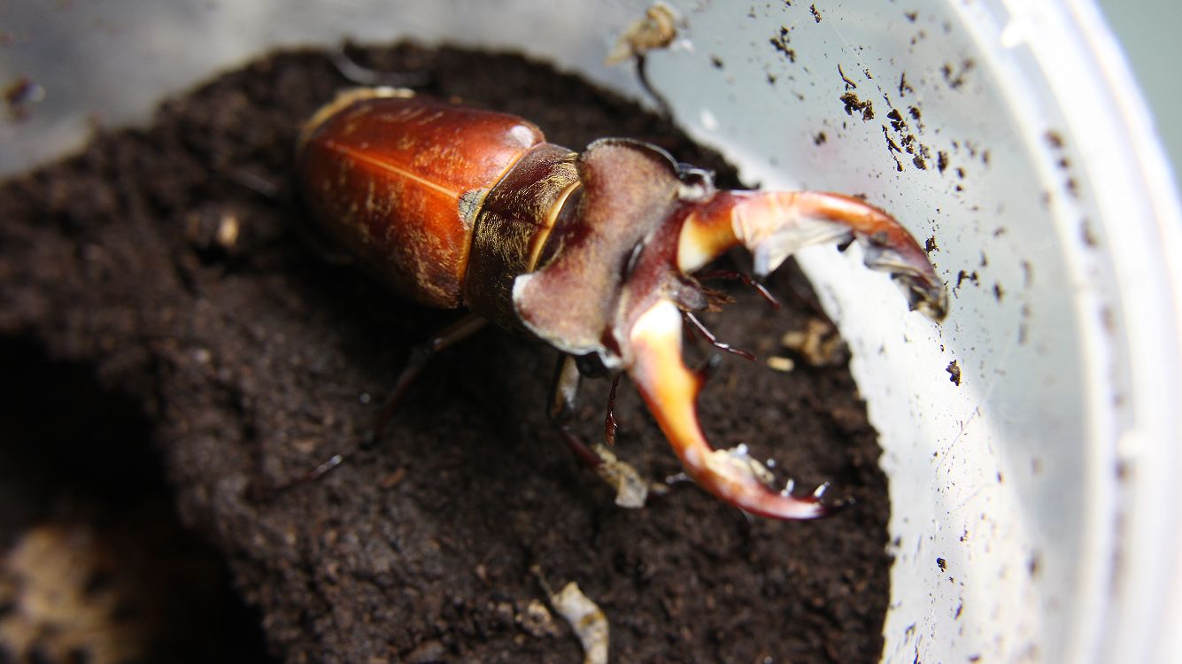 «ö¦¹¦b·sµøµ¡ÂsÄý¹Ï¤ù