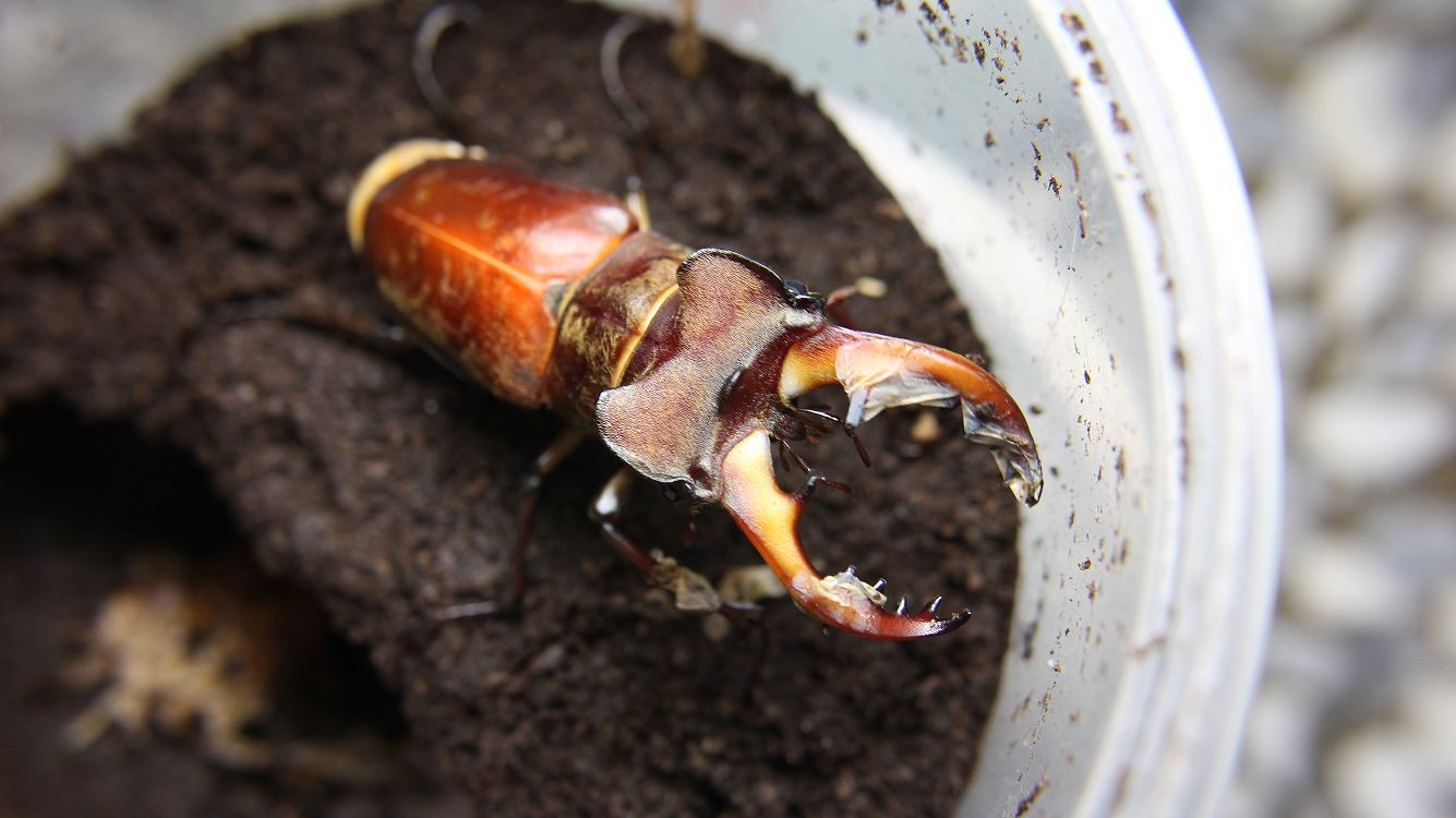 «ö¦¹¦b·sµøµ¡ÂsÄý¹Ï¤ù