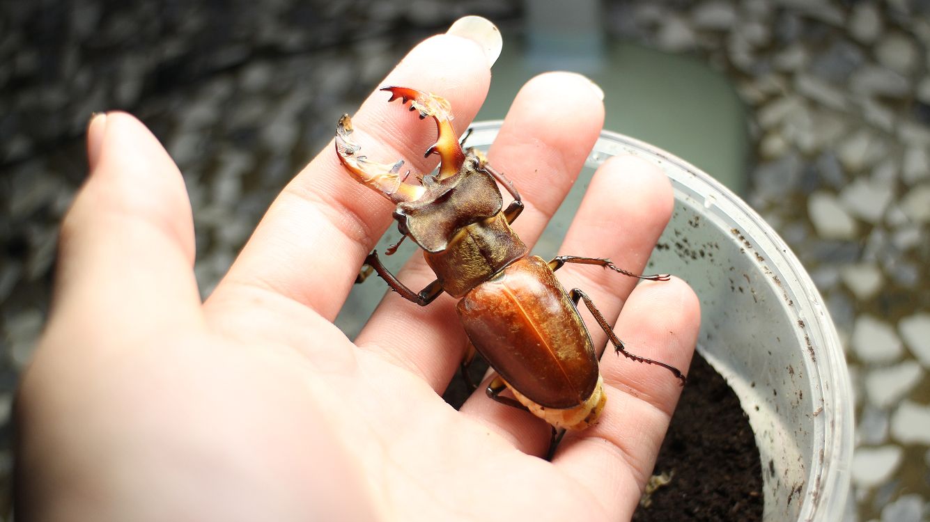 «ö¦¹¦b·sµøµ¡ÂsÄý¹Ï¤ù