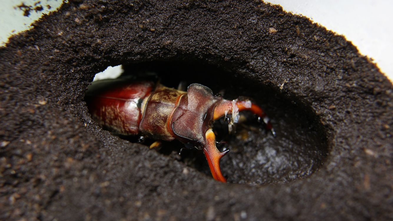 «ö¦¹¦b·sµøµ¡ÂsÄý¹Ï¤ù